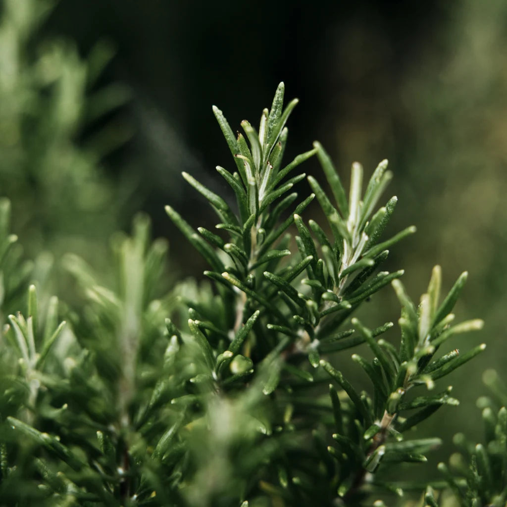 Bay and Rosemary hand wash