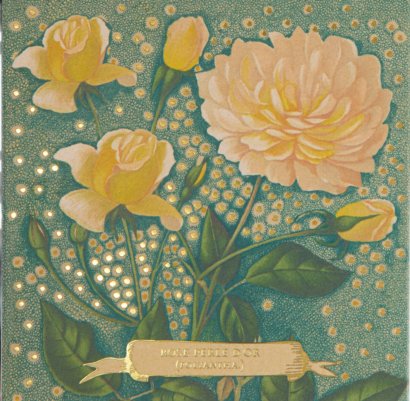 Rose perle d'or Matches