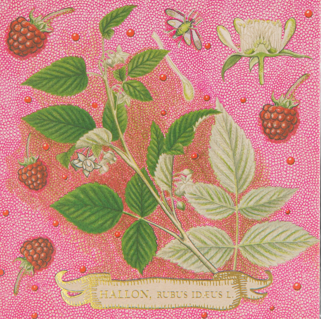 Square matchbox - Rose Framboise