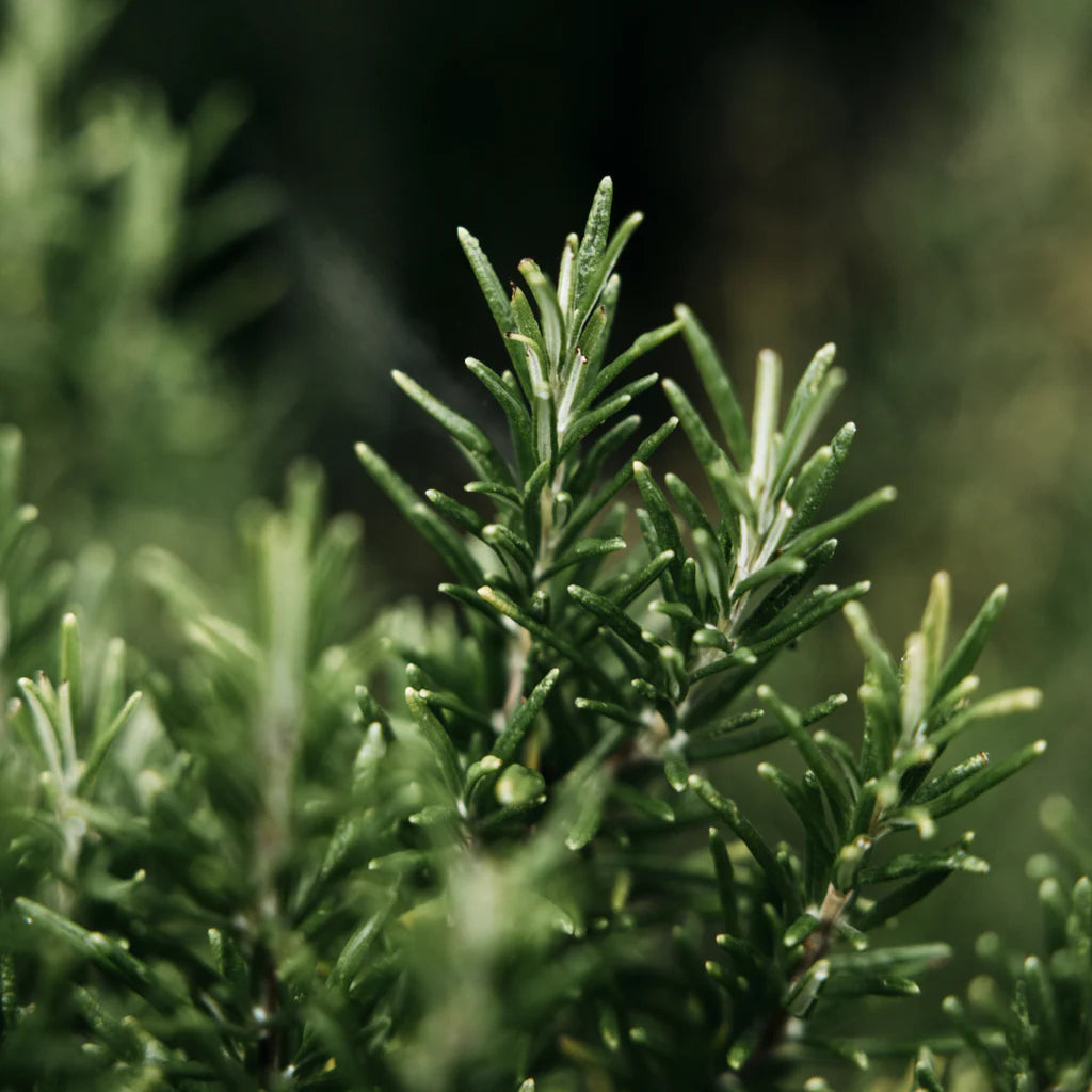 Bay & Rosemary Hand Lotion
