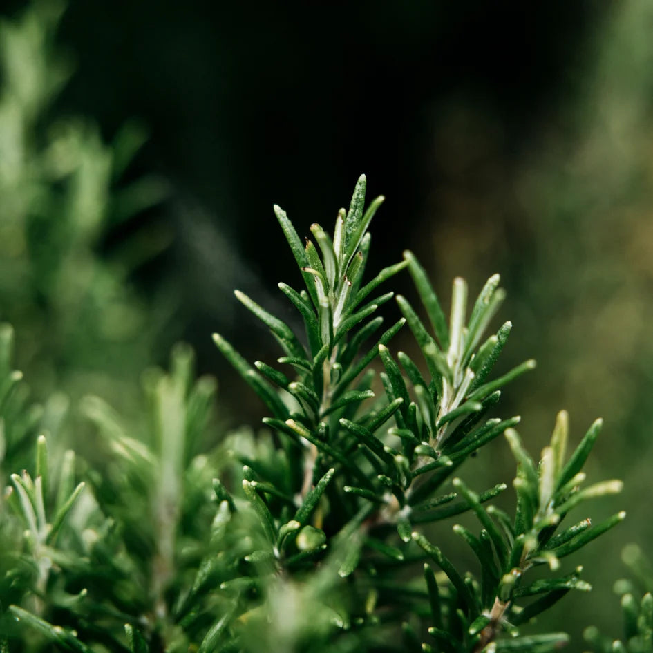 Bay and Rosemary Reed Diffuser