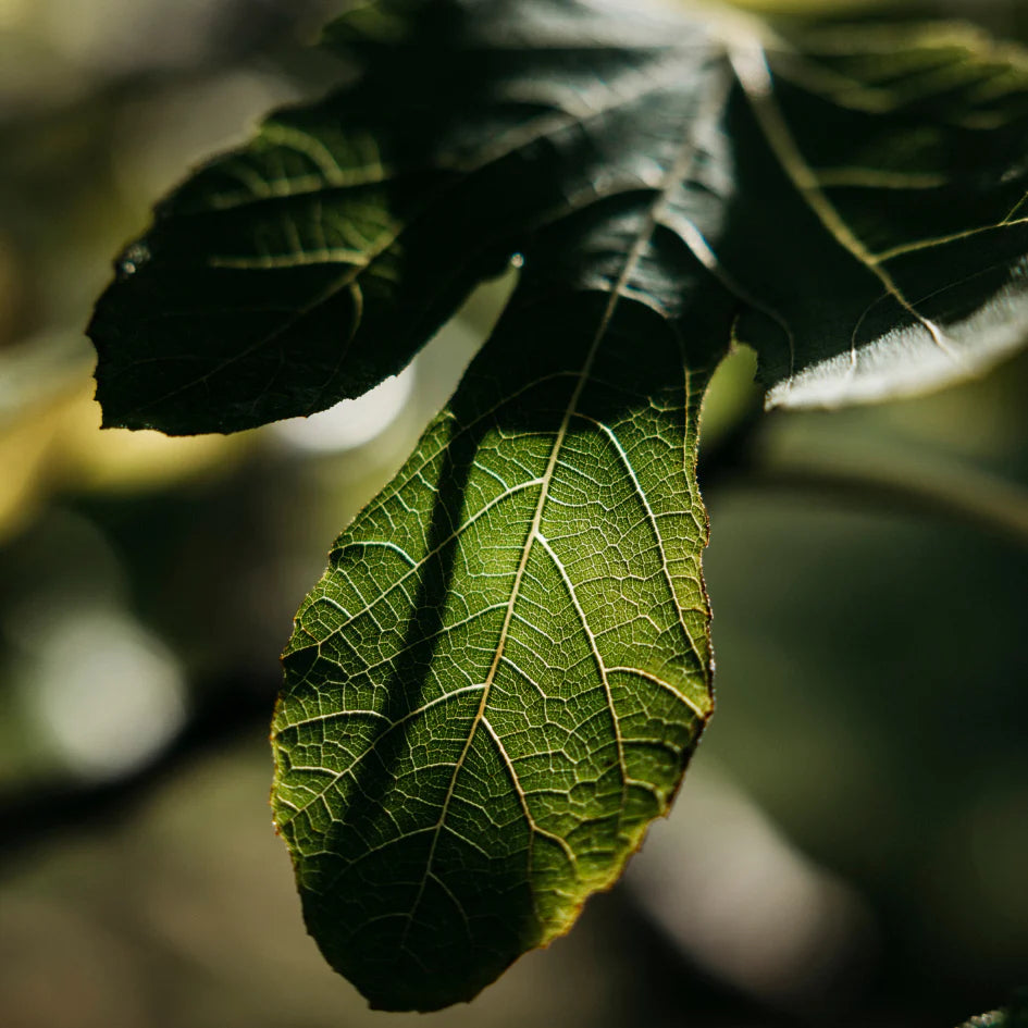 Fig Tree Tin candle