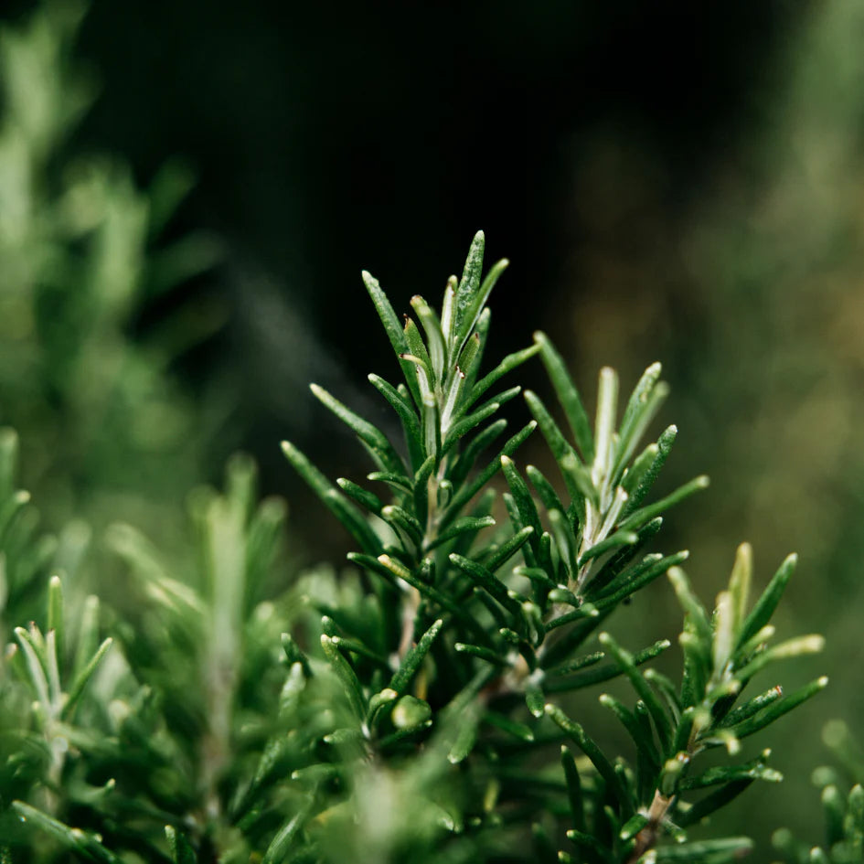 Bay and Rosemary Tin candle