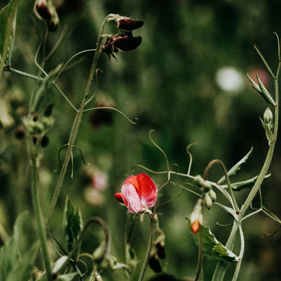 Sweet Pea Reed Diffuser